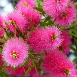 Callistemon Viminalis Bright Pink - Rince Bouteille Pleureur