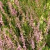 Bruyère D'été - Calluna Vulgaris Marleen -Plantes Séries Magasin Calluna vulgaris Marleen 782015 1 1