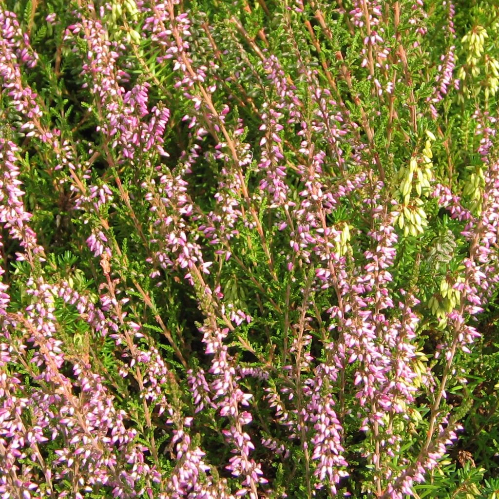 Bruyère D'été - Calluna Vulgaris Marleen 3 Bruyère D'été - Calluna Vulgaris Marleen