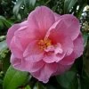 Camélia Donation - Camellia (x) Williamsii -Plantes Séries Magasin Camelia Donation 83890 1
