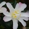 Camelia D'automne - Camellia Sasanqua Frosted Star -Plantes Séries Magasin Camelia Frosted Star 81385 1