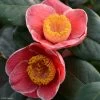 Camelia Sanpei Tsubaki - Camellia Japonica