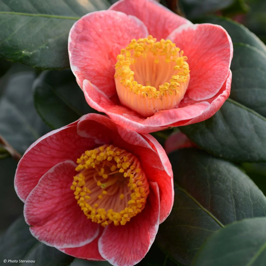 Camelia Sanpei Tsubaki - Camellia Japonica 3 Camelia Sanpei Tsubaki - Camellia Japonica