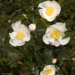 Camélia D'automne - Camellia Sasanqua Hinode-Gumo