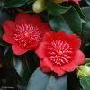 Camelia Bob's Tinsie - Camellia Japonica 1 Camelia Bob's Tinsie - Camellia Japonica -Plantes Séries Magasin Camellia Bob s Tinsie 85273 1