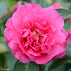 Camelia Fiesta Grande - Camellia (x) Reticulata