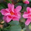 Camélia Lucky Star - Camellia (x) Williamsii -Plantes Séries Magasin Camellia Lucky star IF 17346 1