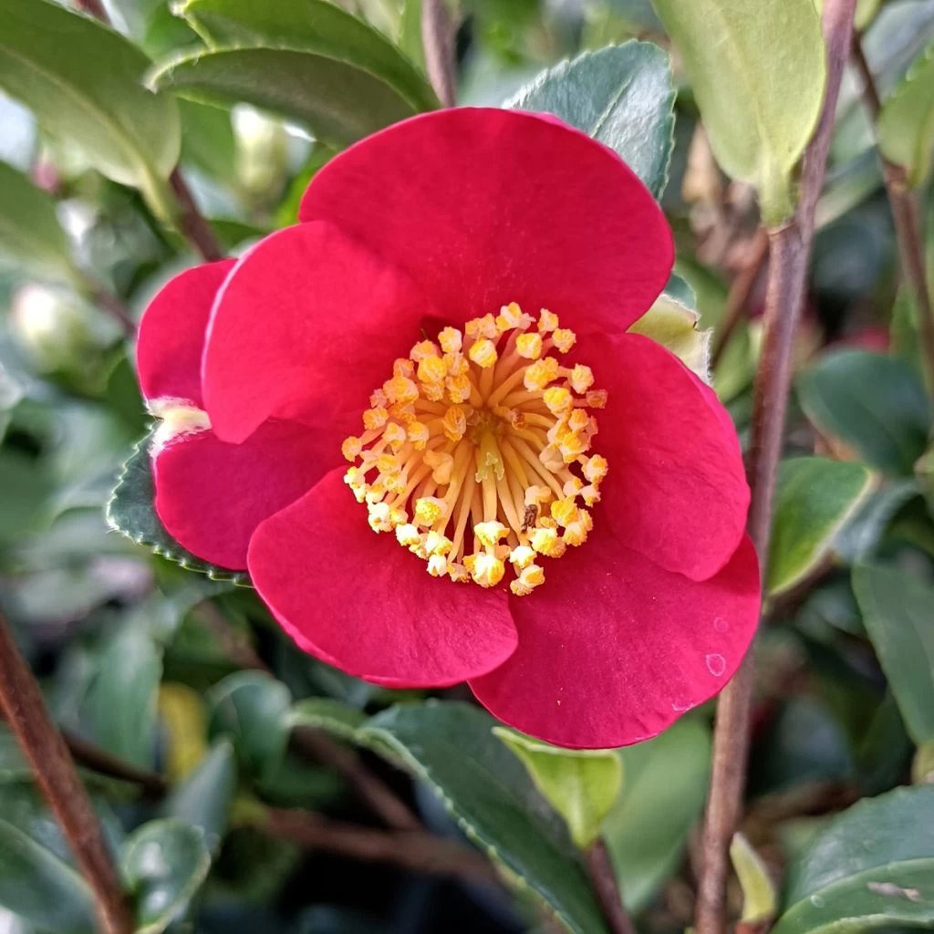 Camélia D'automne - Camellia Sasanqua Yuletide 3 Camélia D'automne - Camellia Sasanqua Yuletide