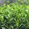 Camélia Sinensis - Théier -Plantes Séries Magasin Camellia sinensis 81353 1 1