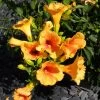 Bignone - Campsis Tagliabuana Summer Jazz Gold -Plantes Séries Magasin Campsis radicans Summer Jazz Gold 84460 1
