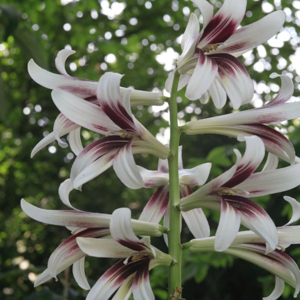 Cardiocrinum Giganteum - Lis Géant De L'Himalaya 3 Cardiocrinum Giganteum - Lis Géant De L'Himalaya