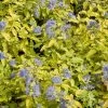 Caryopteris Incana Sunshine Blue - Barbe-bleue, Spirée Bleue 1 Caryopteris Incana Sunshine Blue - Barbe-bleue, Spirée Bleue -Plantes Séries Magasin Caryopteris incana Sunshine Blue 781571 1