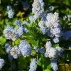 Ceanothus Arboreus Concha - Lilas De Californie 1 Ceanothus Arboreus Concha - Lilas De Californie -Plantes Séries Magasin Ceanothus arboreus Concha 82192 1