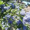 Céanothe Arboreus Trewithen Blue -Plantes Séries Magasin Ceanothus arboreus trewithen blue ld Walllygrom 9508 1