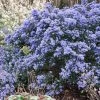 Céanothe Impressus Puget Blue - Lilas De Californie