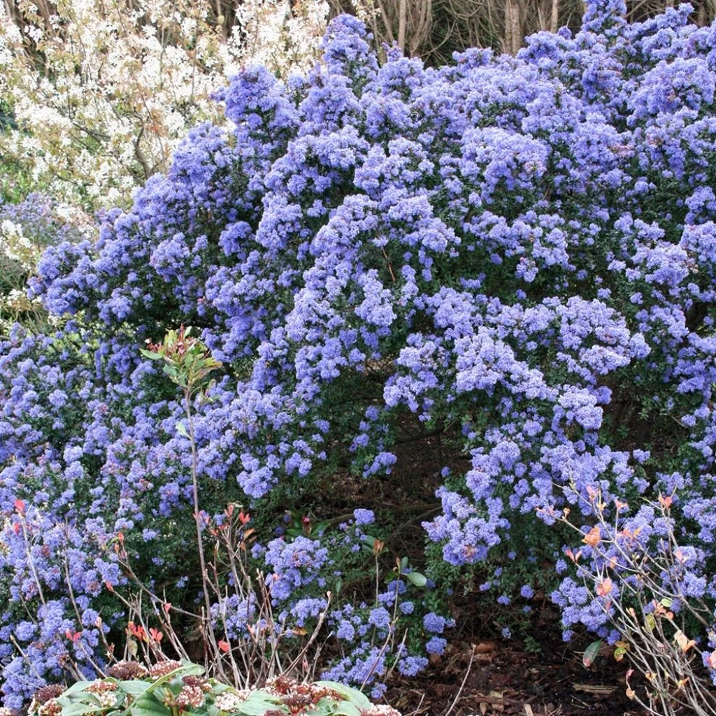 Céanothe Impressus Puget Blue - Lilas De Californie 3 Céanothe Impressus Puget Blue - Lilas De Californie