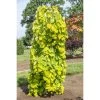 Cercis Canadensis Golden Falls - Gainier Du Canada