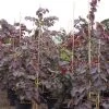 Cercis Canadensis Ruby Falls – Arbre De Judée Pleureur, Nain Et Pourpre 2 Cercis Canadensis Ruby Falls – Arbre De Judée Pleureur, Nain Et Pourpre -Plantes Séries Magasin Cercis canadensis Ruby Falls 82956 1