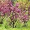 Cercis Chinensis Avondale - Arbre De Judée