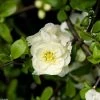 Cognassier Du Japon Yukigoten - Chaenomeles Speciosa -Plantes Séries Magasin Chaenomeles speciosa Yukigoten 781575 1