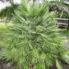 Chamaerops Humilis - Palmier Nain -Plantes Séries Magasin Chamaerops humilis 832532 1