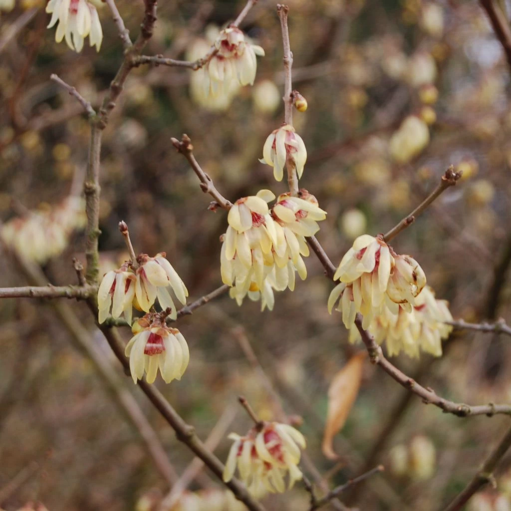 Chimonanthus Praecox Grandiflorus 3 Chimonanthus Praecox Grandiflorus
