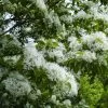Chionanthus Retusus - Arbre De Neige