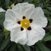 Cistus Alan Fradd - Ciste Pourpre à Fleurs Blanches. -Plantes Séries Magasin Cistus Alan Fradd 83037 1