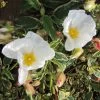 Cistus Corbariensis Rospico - Ciste Des Corbières Panaché.