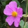 Cistus Creticus - Ciste De Crète