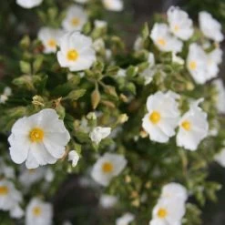 Cistus Monspeliensis - Ciste De Montpellier