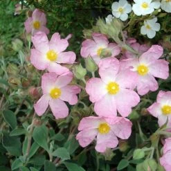 Ciste Silver Pink - Cistus Argenteus