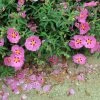Cistus Purpureus Betty Taudevin - Ciste Pourpre