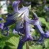Clematis Heracleifolia Côte D'Azur 2/3L 1 Clematis Heracleifolia Côte D'Azur 2/3L -Plantes Séries Magasin Clematis heracleifolia Cote d Azur 87807 1