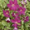 Clématite - Clematis Viticella Abundance -Plantes Séries Magasin Clematis viticella Abundance 81375 1