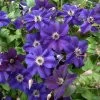 Clématite Italienne - Clematis Viticella Happy Birthday -Plantes Séries Magasin Clematis viticella Happy Birthday IF 1011341 1