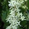 Clématite - Clematis Armandii Little White Charm 2 Clématite - Clematis Armandii Little White Charm -Plantes Séries Magasin Clematite Clematis armandii Little White Charm IF 6813641 1