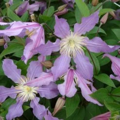 Clématite - Clematis Diversifolia East River