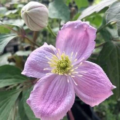 Clématite - Clematis Montana Sans Soucis