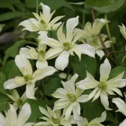 Clématite - Clematis Montana Jenny Keay