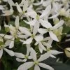 Clématite - Clematis Armandii Snowdrift