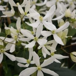 Clématite - Clematis Armandii Snowdrift