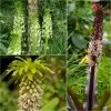 Collection 5 Eucomis -Plantes Séries Magasin Collection 5 Eucomis 86085 1
