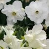 Collection Narcisses Blancs 2 Collection Narcisses Blancs -Plantes Séries Magasin Collection Narcisses Blancs 82852 1