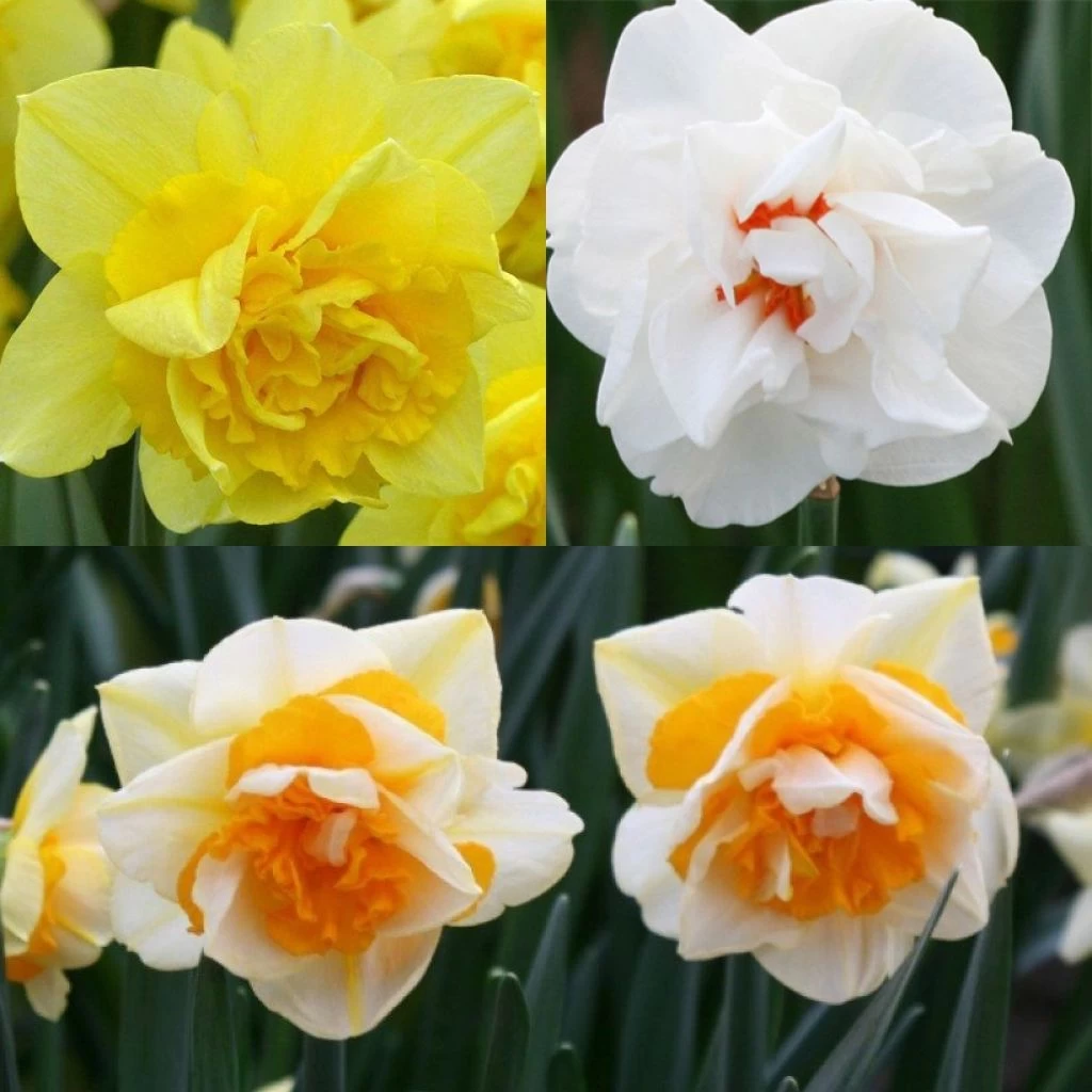 Collection Narcisses Doubles 3 Collection Narcisses Doubles