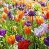 Collection Tulipes Orange-Violet -Plantes Séries Magasin Collection Tulipes Orange Violet 85528 1