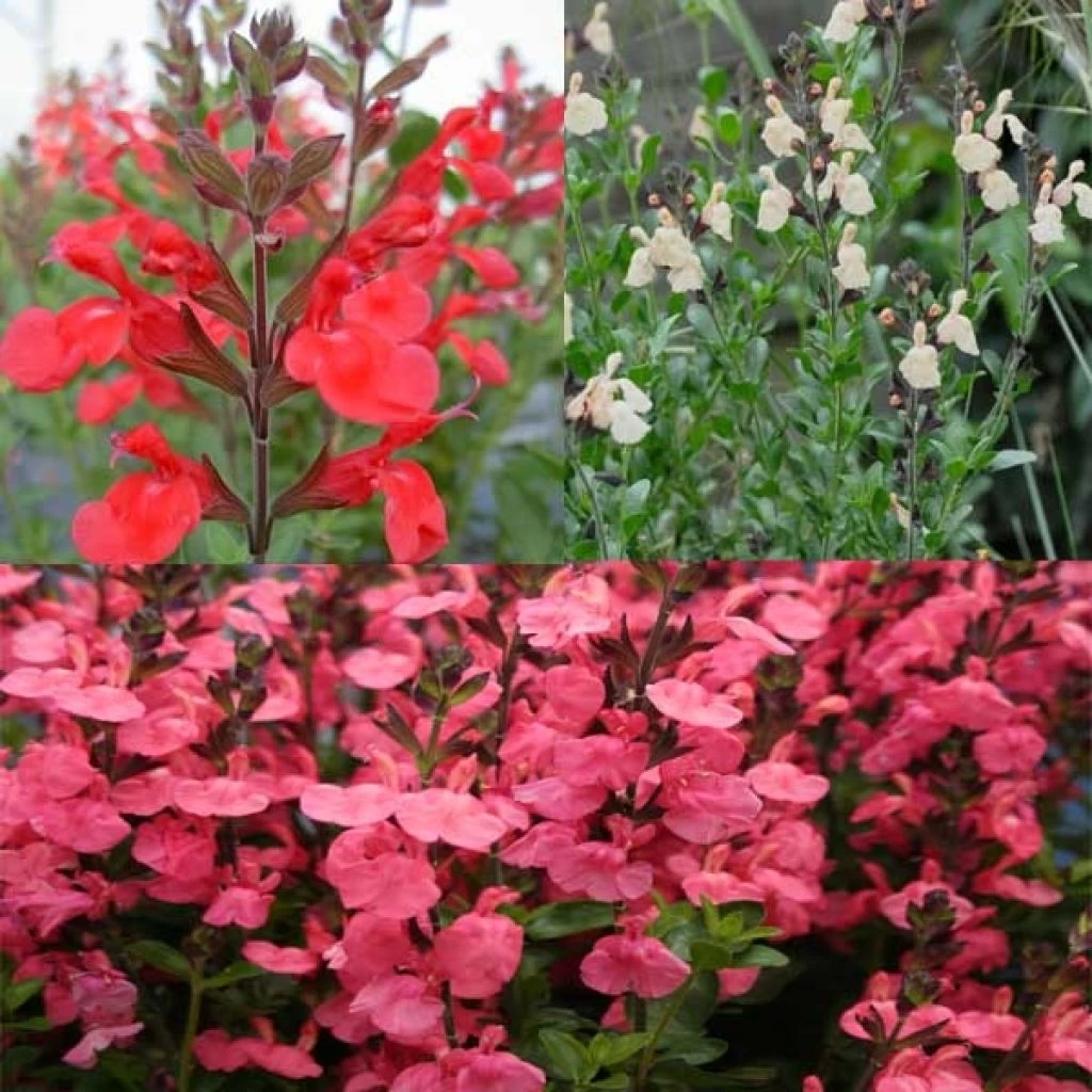 Collection De 3 Sauges 3 Collection De 3 Sauges