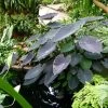 Colocasia Black Magic - Oreille D'Eléphant -Plantes Séries Magasin Colocasia Black magic 83271 1