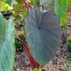 Colocasia Sangria - Oreille D'Eléphant -Plantes Séries Magasin Colocasia Sangria 83275 1