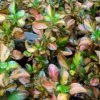 Coprosma Evening Glow -Plantes Séries Magasin Coprosma Evening Glow 83276 1